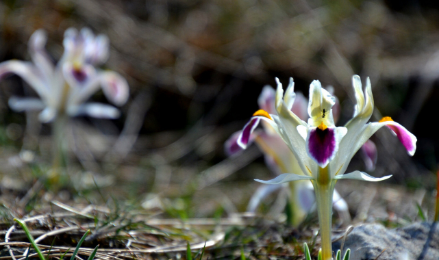 Malatya dağlarında nevruz