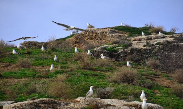 Martı Adası... Güneyce Köyü/İzollu/Malatya (Kömürhan Köprüsü karşısı)