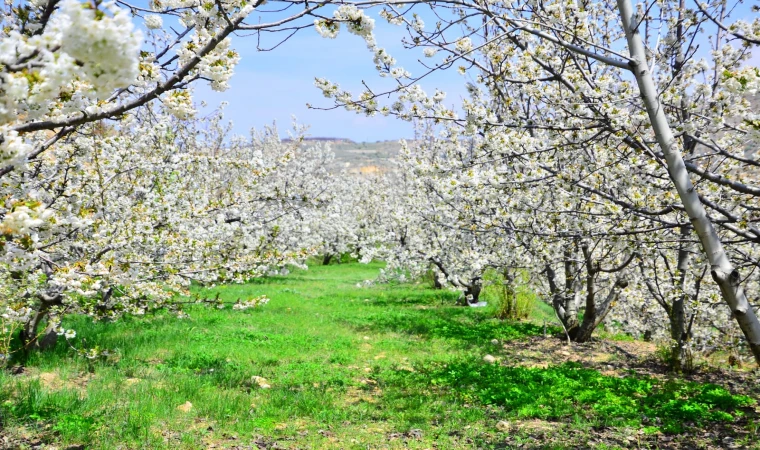 Gündüzbey'de bahar ve kiraz çiçekleri