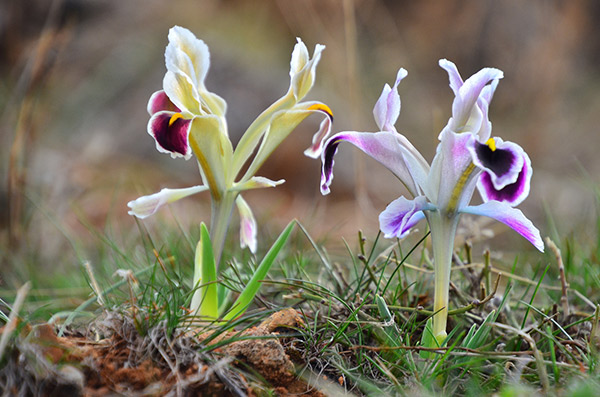 Malatya dağlarında nevruz