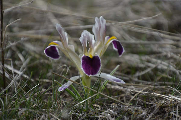 Malatya dağlarında nevruz