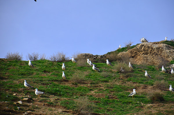 Martı Adası... Güneyce Köyü/İzollu/Malatya (Kömürhan Köprüsü karşısı)