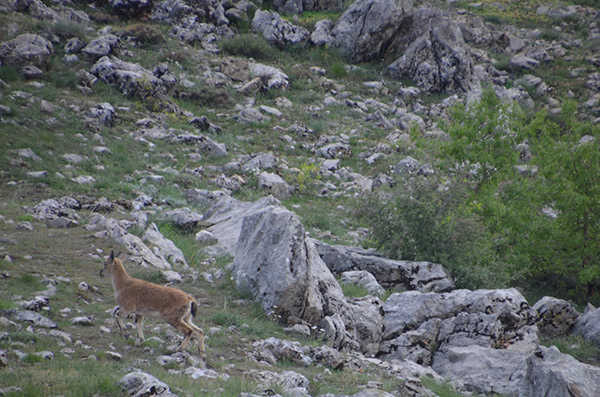 Yaban keçileri