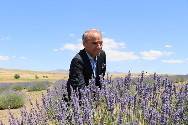 Arguvan’da Lavanta hasadı başladı