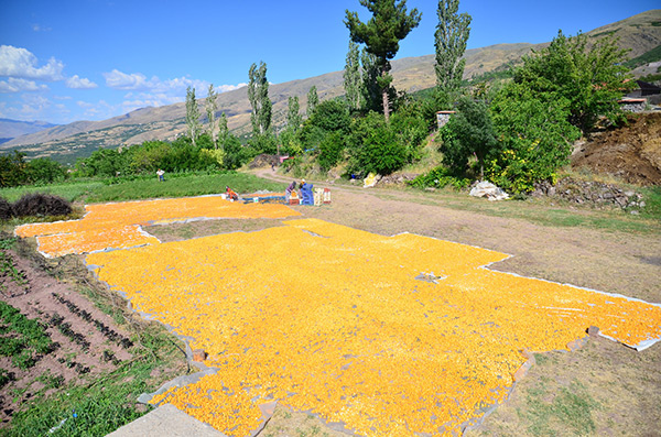 Kayısıda en çok kadınların emeği var, o yüzden lezzetli galiba... 