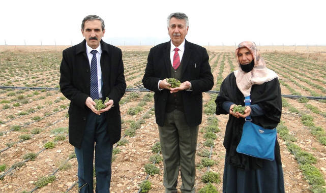Köse: Kekikten çok güzel para kazanacağız