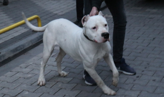 Malatya'da pitbull vahşeti!
