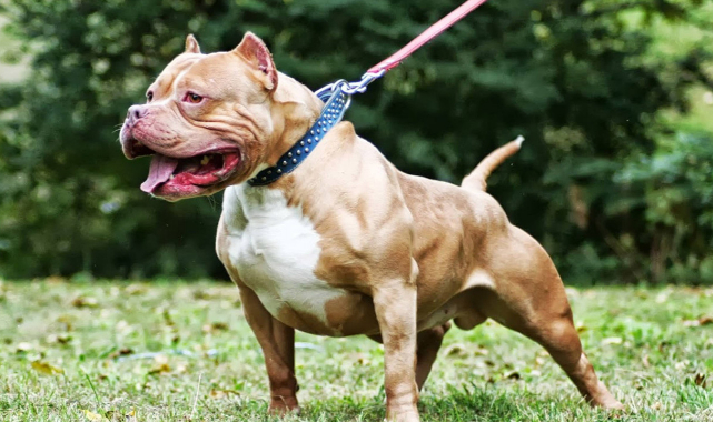 Tehlikeli köpek ırkları için süre doluyor: Çip yoksa...