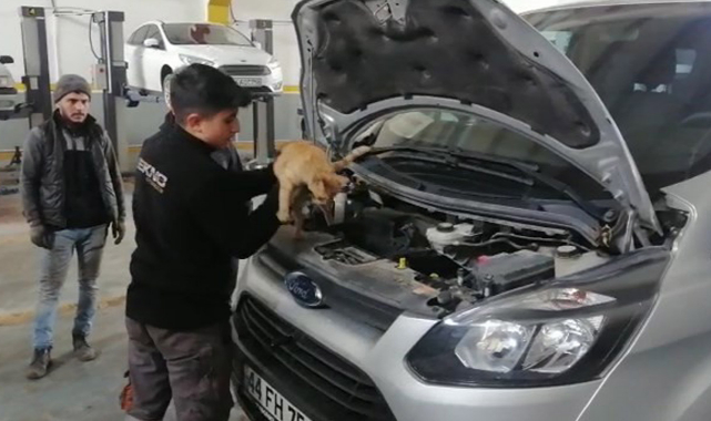 Soğuktaki yavru motora sığındı
