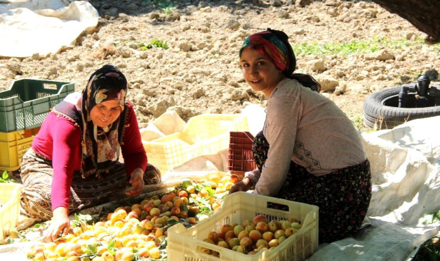 Tarım işçilerinin ortalama günlük ücretleri arttı: En düşük ücret Malatya'da