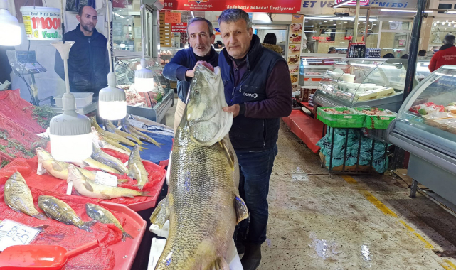 144 kilogram ağırlığında dev kurşun balığı görenleri şaşırtıyor