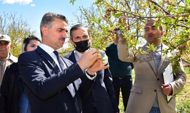 Baruş: Bazı bahçelerimizde hasar oranımız çok yüksek
