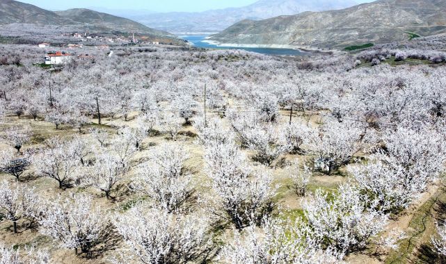 Dünya Kayısı Başkenti beyaza büründü!