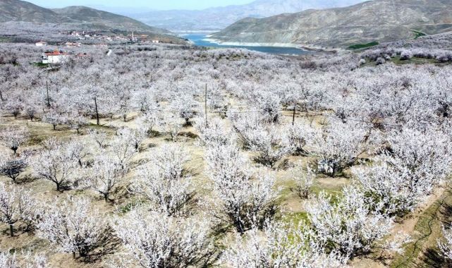 Kayısı üreticilerine zirai don uyarısı!