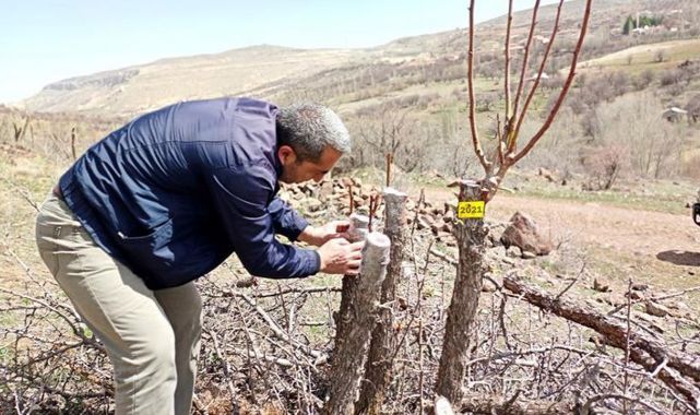 Macit: Bu sene 5 bin ahlat ağacına armut aşılamasını yapmayı planlıyoruz
