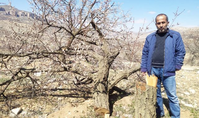 Malatya'da bir kayısı üreticisi hayatının şokunu yaşadı!