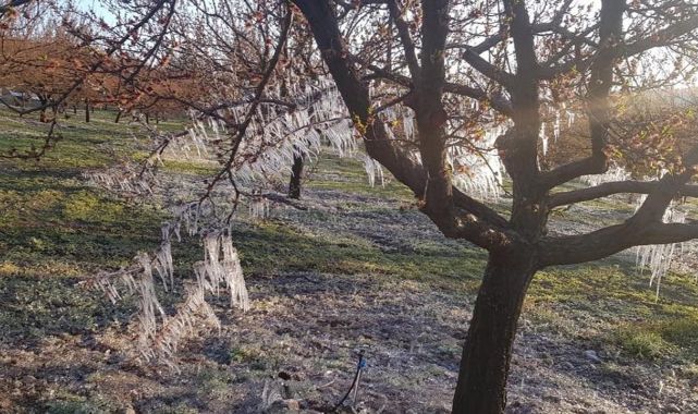 Özcan: 2014 yılındaki radyasyonlu dona benzerlik gösteren bir krizle karşı karşıyayız