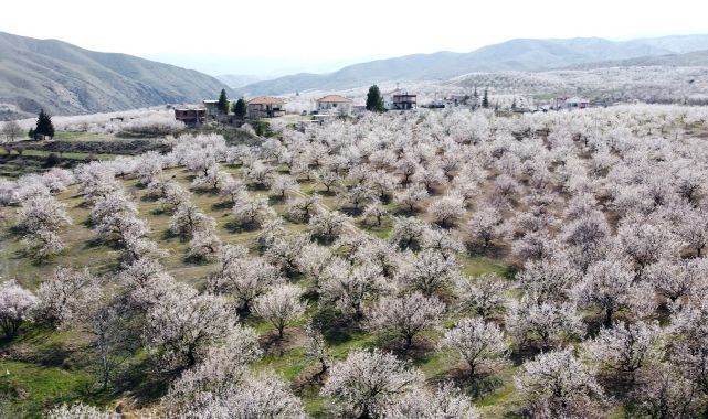 Özcan: Kayısı çiçeklerinin açma dönemi nisan ayına sarktı