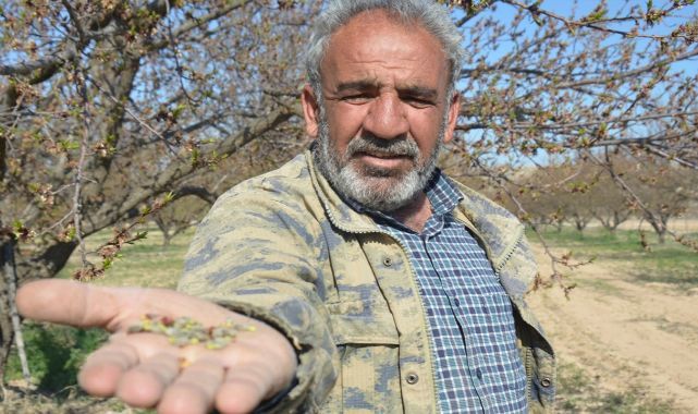 Turcan: Kayısı bahçemizi don vurunca oğlumun evlenmesini de erteledik