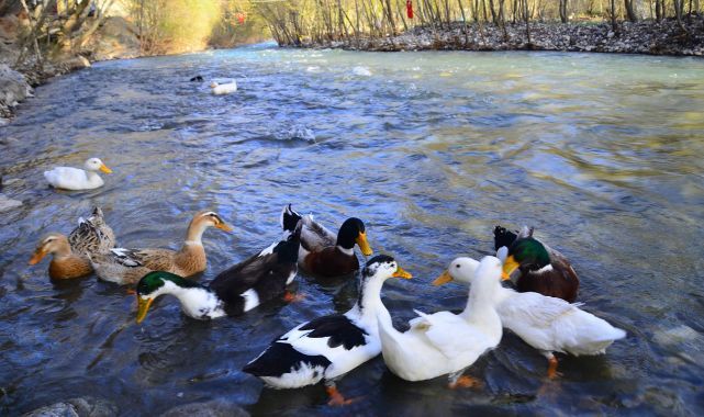 "Yeşil Ördek Gibi Daldım Göllere" nin hüzünlü hikâyesi