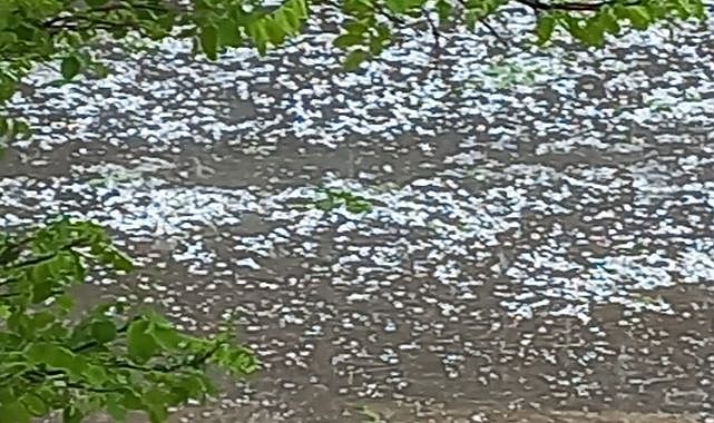 Malatya'da dolu yağışı ağaçlara zarar verdi
