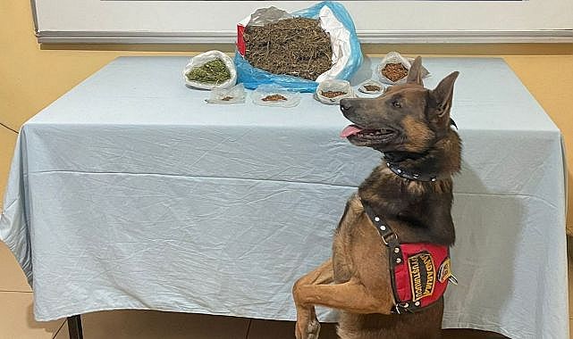 Narkotik köpeği uyuşturucu tacirlerine göz açtırmıyor