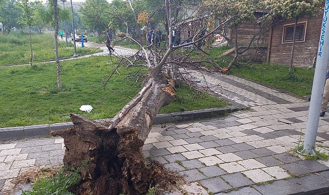 Pınarbaşı'nda ağacın altında kalan gençler yaralandı!