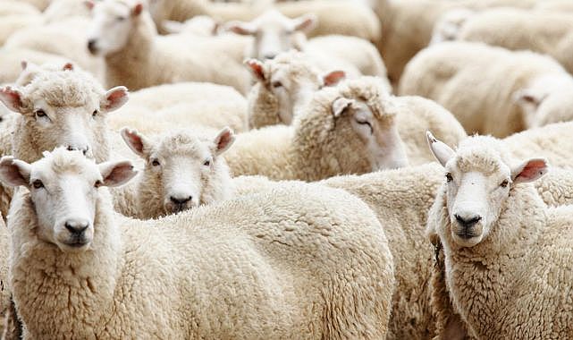 2022 kurban bedelleri açıklandı