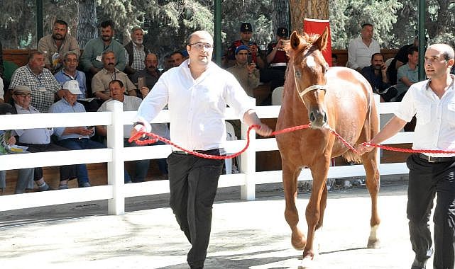 60 Arap koşu tayından 8 milyon 466 bin lira gelir!