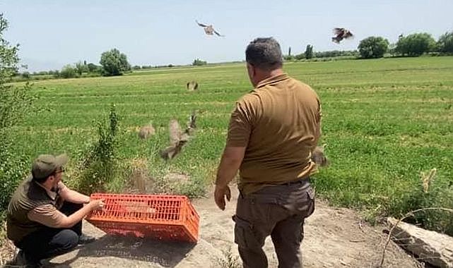 Iğdır’da doğaya 175 adet kınalı keklik bırakıldı