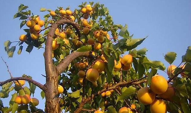 Kayısı bahçeleri her mevsime ayrı bir güzellik katıyor