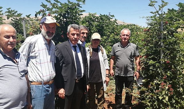 Böğürtlen bahçesinden yüksek verim!