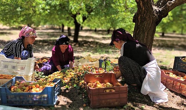 Güneşin altın yumurtasında hasat dönemi!