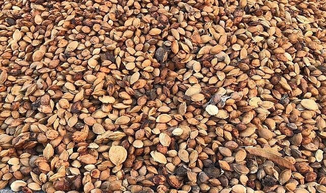 İlaç sanayisinde kullanılacak çekirdekler Malatya'da!