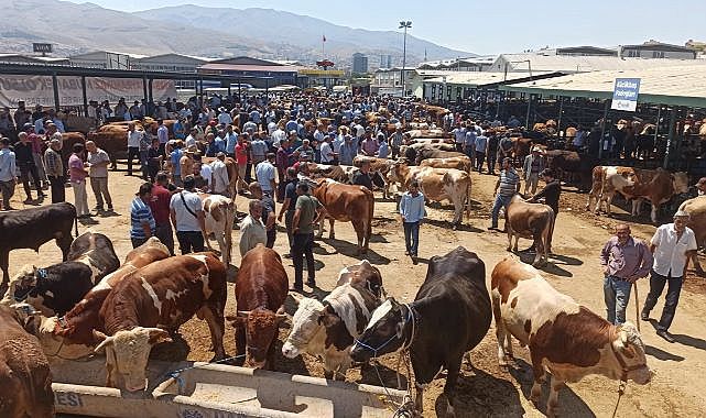Kurban Pazarı'nda sıkı pazarlık!