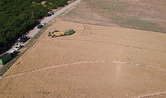 Malatya'da tohumlardan üstün verim alındı!