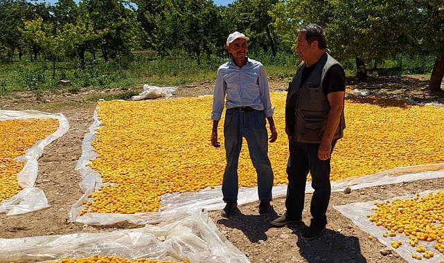 Üreticiler yeni dönem hasattan memnun!