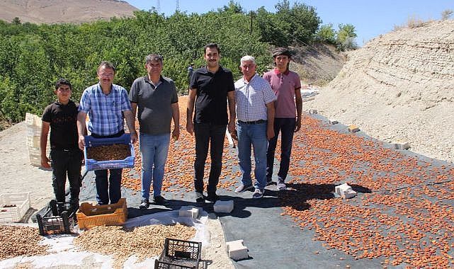 Kayısı birincisine kayısı bahçesinde tebrik
