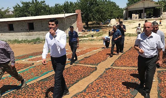 Kayısı hasadında sona doğru!