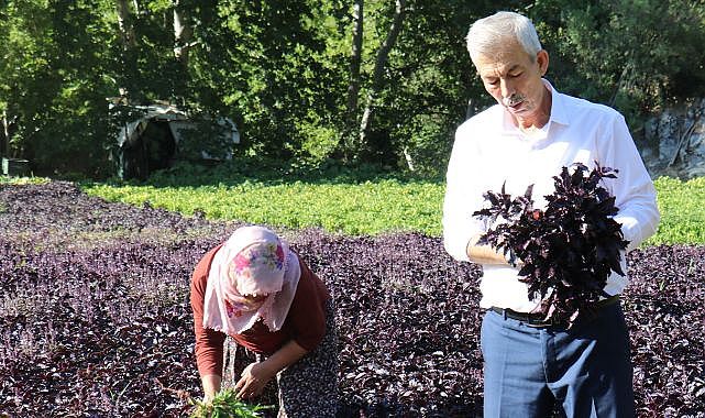 Yüksek verim üreticinin yüzünü güldürüyor!..
