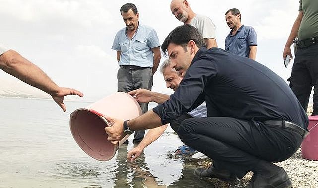 13 su kaynağına 2,5 milyon sazan!..