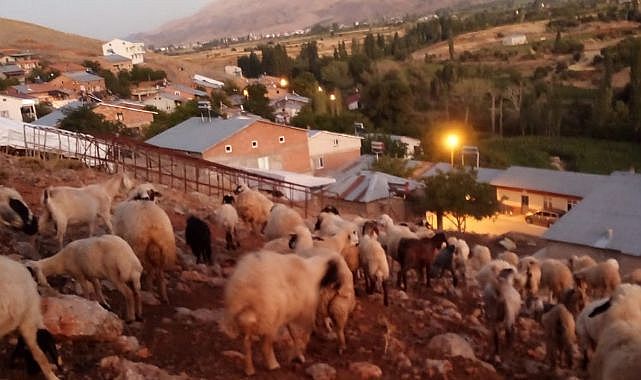 Aç kurtlar sürüye saldırdı! Sonuç...