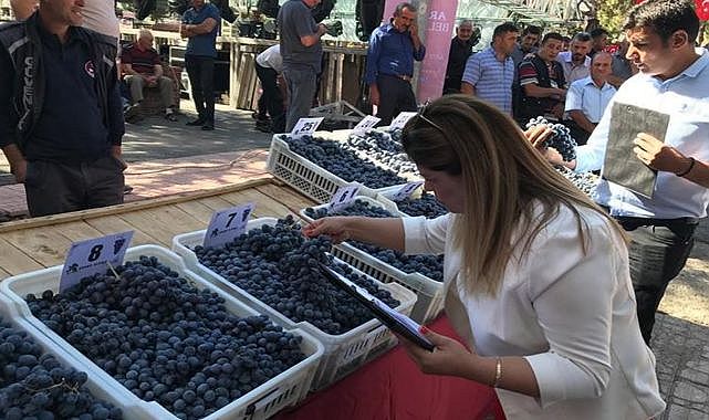 Arapgir’de üzüm rekoltesi 7 bin ton!