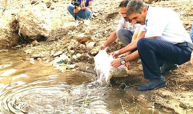 Malatya'da göletlere 2 milyon yavru balık bırakıldı