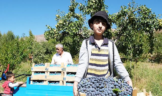 Malatya'nın ardından en çok burada üretiliyor!