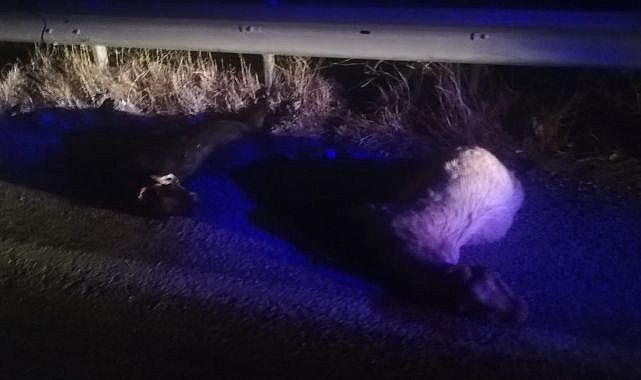 Sürüye çarpan otomobil keçileri telef etti