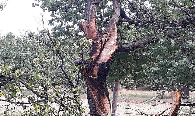 Yıldırım koca ağacı ikiye böldü