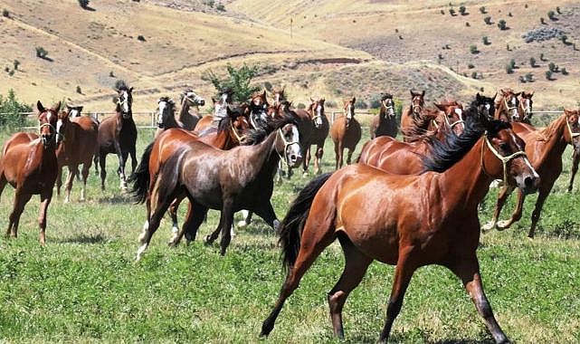 15 tayın satışından milyonlarca gelir bekleniyor