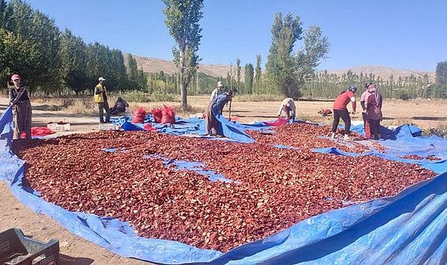 Kurutma Fileleri ile Modern Yetiştiricilik yapılıyor