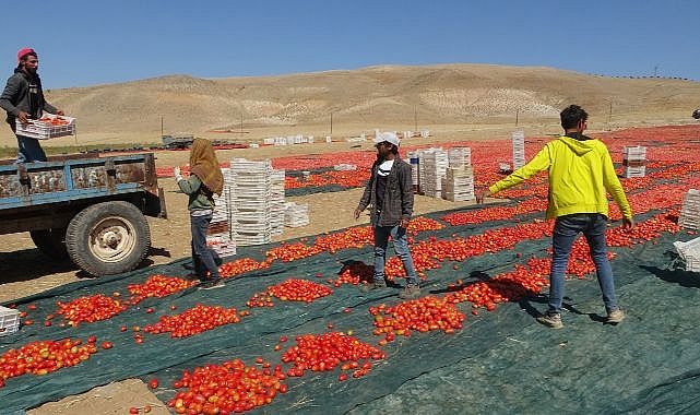 Malatya'nın kuru domatesi Avrupa sofralarında!
